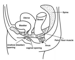 Pelvic floor exercises and advice for women - Milton Keynes University ...