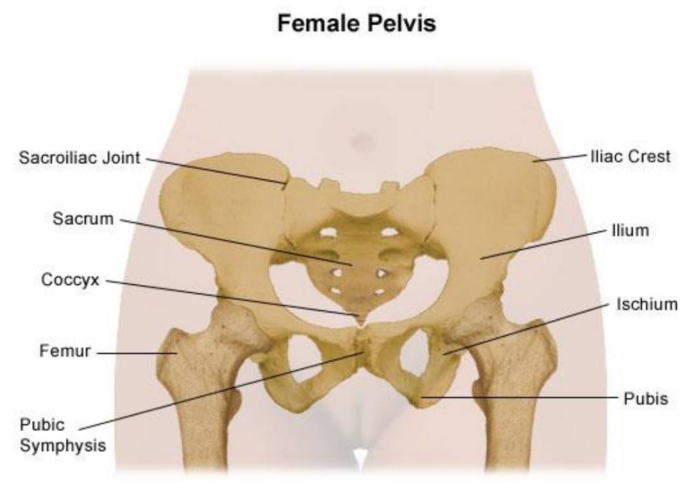 Back And Pelvic Girdle Pain In Pregnancy Advice And Exercise Milton 